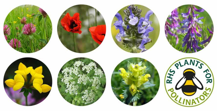 RHS Plants for Pollinators